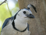 White-throated Magpie-Jay    Calocitta formosa